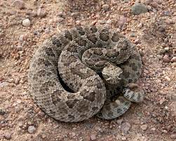 Prairie Rattlesnakes Are The Most Common And The Largest Rattlesnake In Colorado Reaching Sizes Of 3 5 Feet In Length Rattlesnake Colorado Dangerous Animals