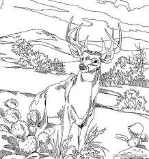 Color the fox realistic animal coloring pages free printable animals coloring pages. Realistic Deer Coloring Pages To Print Coloring4free Coloring4free Com