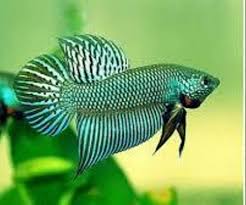 Betta breeding data betta log for knowledge and reference. Exotic Pairs Wild Bettas Wholesaler From Thrissur