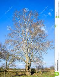 Familie ist wie ein baum! Bluhende Silberne Pappel Silberner Pappelbaum Im Fruhjahr Pappel Stockfoto Bild Von Catkin Hintergrund 89164756