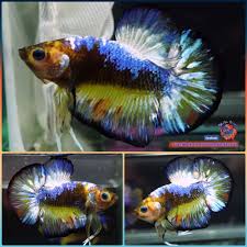 Live Betta Fish Full Blue Eyes Samurai Halfmoon Plakat Hmpk 1471 Betta Fish Betta Siamese Fighting Fish