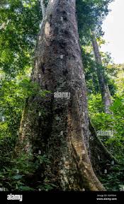 Image result for Khaya anthotheca