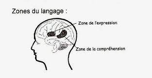 A cette occasion, nous avons voulu en savoir un peu plus sur l'aphasie : L Aphasie Qu Est Ce Que C Est Site Jimdo De Aphasique62