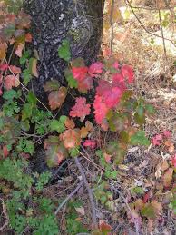 Allow it to dry ive had many issues with poison ivy and everytime was cured with peroxide! Poison Oak Mwba
