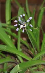 Image result for Litanthus pusillus