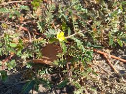 Image result for Tribulus zeyheri
