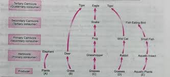 We did not find results for: Food Chain And Food Web Class 10 Our Environment