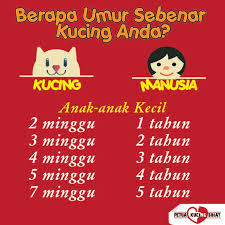 Jawabnya seharusnya 1 thn ya = 12 x 4 mg = 48 mg, tp kenyataannya 1 thn = 52 mg, sebenarnya lebih dr 52 mg, krn 1 thn =365 hr, 1 karena jika 1 tahun dijadikan ke minggu harus melalui perubahan ke hari, maka menurut saya jika bulan dijadikan ke minggu juga harus dijadikan. Berapa Umur Sebenar Kucing Anda Saya Suka Kucing Facebook