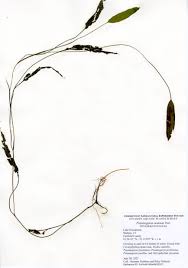 Image result for Potamogeton nodosus