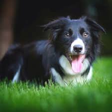 Orthodontist Chesterfield Mo Invisalign Braces Ellisville Alizadeh Schreiner Orthodontics Cute Dogs Collie Dog Border Collie Pictures