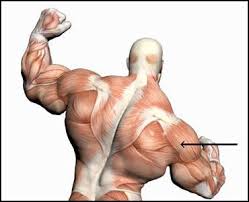 26 in the setting of hr+ metastatic breast cancer fulvestrant, an estrogen receptor antagonist, is indicated for Intramuscular Injections Im Deltoids Howtodoinjections Com