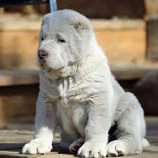 0322 4442002 s punjab huge head alabai from. Instagram Alabai Dog Dog Breeds Giant Dog Breeds