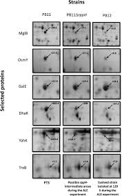 We did not find results for: Analysis Of Differentially Upregulated Proteins In Ptshicrr And Rpph Mutants In Escherichia Coli During An Adaptive Laboratory Evolution Experiment Springerlink