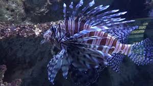Enjoy scenic views from your favorite coastal towns and discover the best places to visit in oregon. Newport Aquarium Fish With Fur Wings Youtube