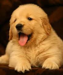 Check spelling or type a new query. Sreeganesh Farm Best Quality Golden Retriever Puppies Dogs For Sale In Dhudwala Dehradun Click In