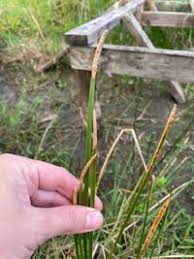 Image result for Eleocharis mutata