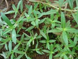 Image result for Oldenlandia corymbosa