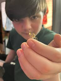 How to care for a Chinese mantis that is about to molt?