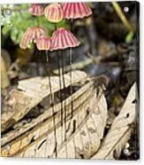 Image result for Marasmius sp.