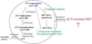 New Strategies Against Drug Resistance To Herpes Simplex Virus International Journal Of Oral Science