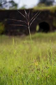 Image result for Chrysopogon