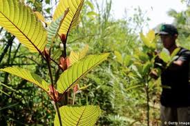 Tanaman transgenik adalah tanaman yang telah disisipi atau memiliki gen asing dari spesies tanaman yang berbeda atau makhluk hidup lainnya. Pohon Kratom Yang Efeknya Mirip Ganja Tumbuh Liar Di Hutan Nunukan Bnn Awasi Ketat Halaman All Kompas Com