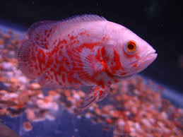 Albino Red Oscar Fish Oscar Fish Fish Aquarium Fish