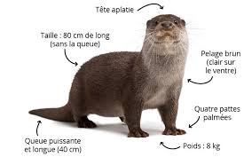 Fiches animaux - La loutre d'Europe