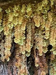 Image result for Hymenophyllum capillare