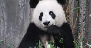 Soal Descriptive Text Describing Animals Dimensi Bahasa Inggris
