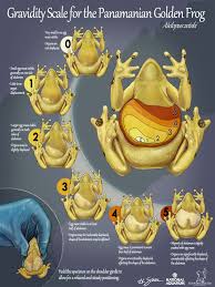 If you're from panama, and you want to study in the uk, you're welcome at the university of portsmouth. Gravidity Scale For The Panamanian Golden Frog Art As Applied To Medicine