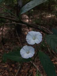 Image result for Aniseia martinicensis