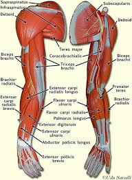 Arm Muscles Body Anatomy Human Body Anatomy Arm Muscle Anatomy