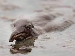 The Oil Is Not Gone 14 Species Still Suffering From The Gulf Spill Species Oil Spill Oil Spill Clean Up