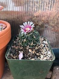 When i look at a flower, the first thing i notice is the color, shape, and. Well It Looks Like That Sinister Spike Was A Harbinger Of Blooms Cactus
