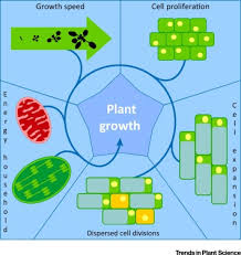 Just as in roots, primary growth in stems is a result of rapidly dividing cells in the apical meristems at the shoot tip. Plant Growth Beyond Limits Trends In Plant Science
