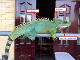 The genus name is greek for inflated jaw. Chinese Water Dragon Male Or Female Ways To Tell The Gender