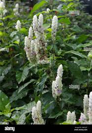 Image result for Justicia betonica