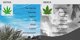 How To Buy Cannabis The Differences Between Sativa Indica