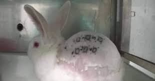 تتوفر بعض التطبيقات مثل تلك التي تبحث عنها لنظام التشغيل windows! Ø­Ù‚Ù„ ØªØ¬Ø§Ø±Ø¨ Ù„Ù„Ù…ÙƒÙŠØ§Ø¬ Ø£Ù†Ù‚Ø°ÙˆØ§ Ø±Ø§Ù„Ù ÙÙŠÙ„Ù… Ù‚ØµÙŠØ± Ø¹Ù† Ø§Ø³ØªØºÙ„Ø§Ù„ Ø´Ø±ÙƒØ§Øª Ø§Ù„ØªØ¬Ù…ÙŠÙ„ Ù„Ù„Ø£Ø±Ø§Ù†Ø¨ Ø§Ù„ÙŠÙˆÙ… Ø§Ù„Ø³Ø§Ø¨Ø¹