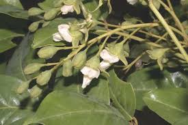 Image result for Pericopsis