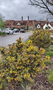 Image result for Ulex