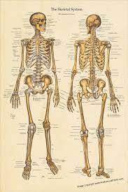 Medical art library is a resource for teachers, students, health professionals or anyone interested in learning about the anatomy of the human body. Human Skeletal Anatomy Poster Anterior And Posterior Views 24 X 36 Skeleton Chart By Aprints On Skeleton Anatomy Human Skeleton Anatomy Human Bones Anatomy