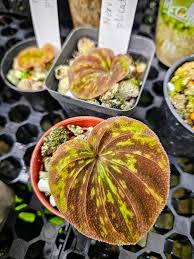 Image result for Nervilia sp.no.4