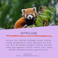 Check spelling or type a new query. Tulis Prinsip Kegiatan Penangkaran Satwa Liar Brainly Co Id