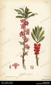 Image result for Daphne mezereum