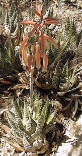 Image result for Aloe christianii