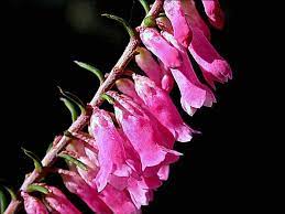 Pink Heath Google Images Australian Native Plants Heath Plant Australian Plants