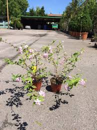 Image result for Deutzia x hybrida ′Mont Rose