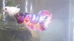 Jual ikan cupang giant grizli grosir di lapak sayanganak. Cupang Giant Nemo Youtube